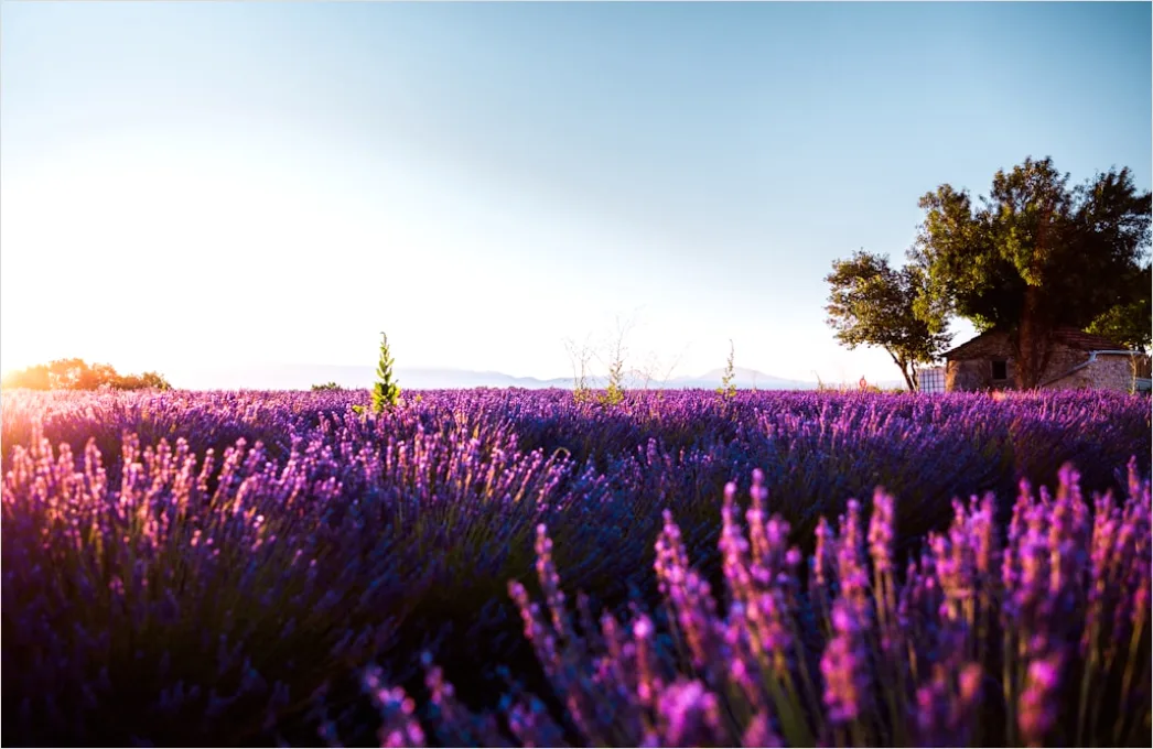 Detail Lavendelfeld Provence Lila Sonnenuntergang Number 9