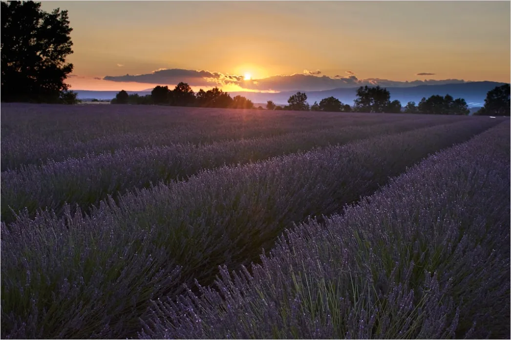 Detail Lavendelfeld Provence Lila Sonnenuntergang Number 10