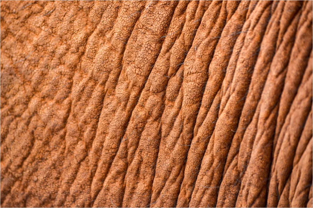 Detail Leder Textur Makro Nahaufnahme Number 9