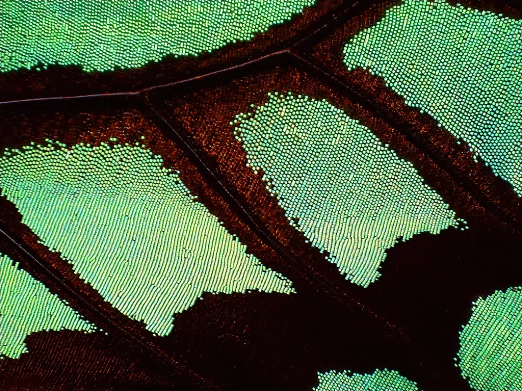 Detail Libelle Makro Nahaufnahme Flügel Struktur Number 19
