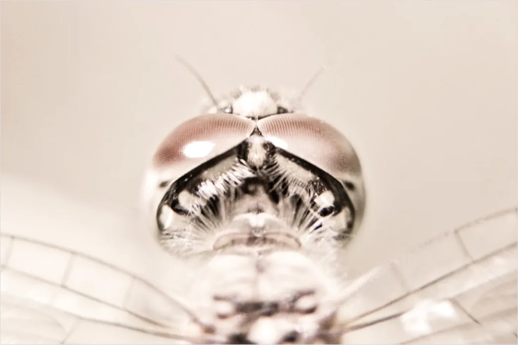 Detail Libelle Makro Nahaufnahme Flügel Struktur Number 5