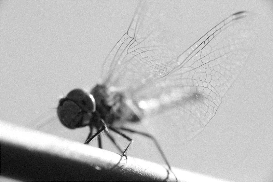 Detail Libelle Makro Nahaufnahme Flügel Struktur Number 10
