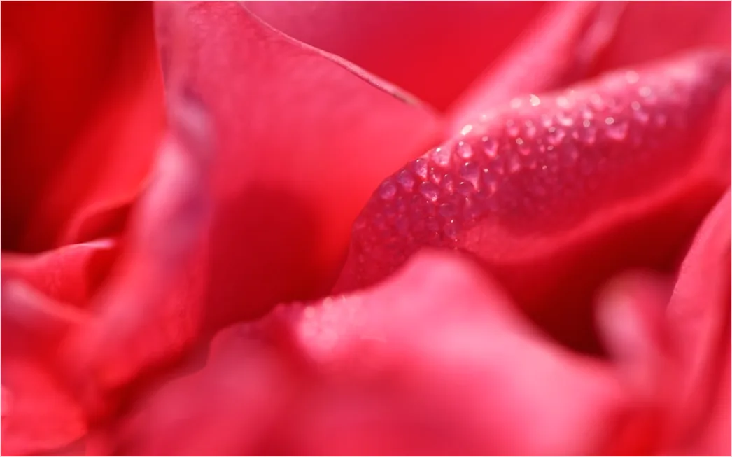 Detail Lippen Makro Nahaufnahme Gloss Detail Number 18