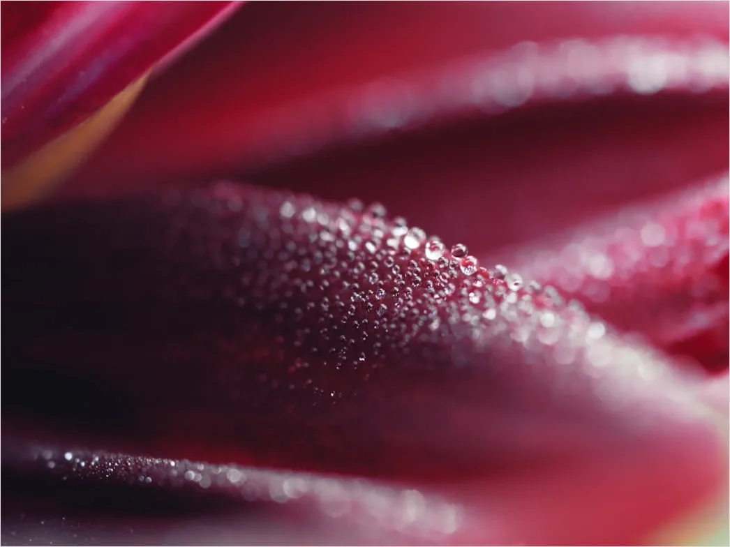 Detail Lippen Makro Nahaufnahme Gloss Detail Number 9