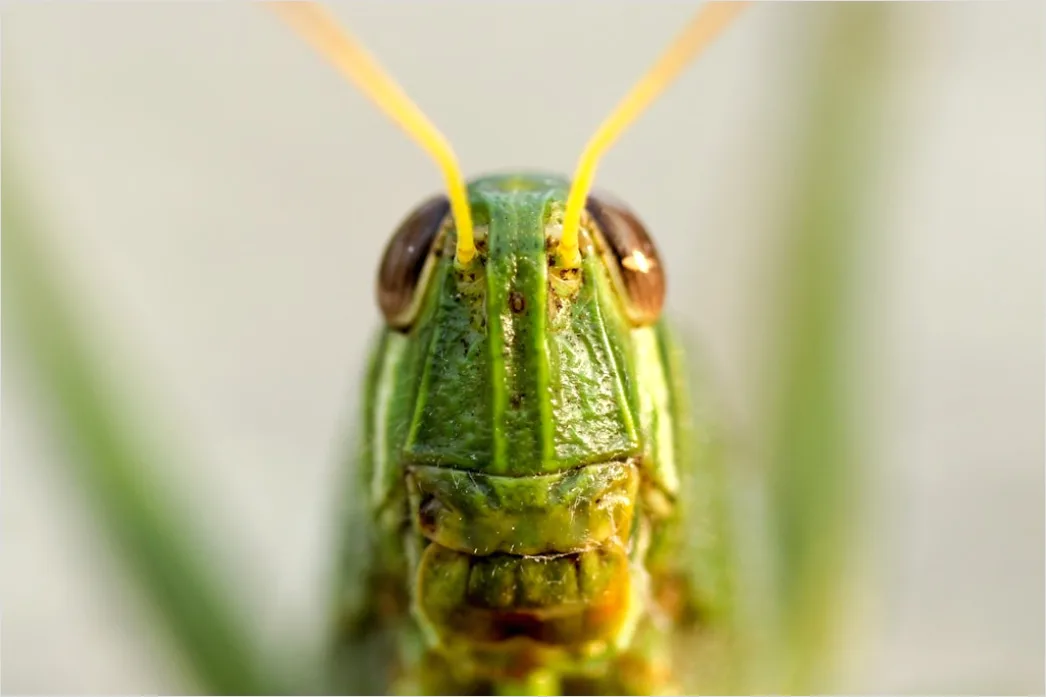 Detail Mantis Gottesanbeterin Makro Nahaufnahme Number 11