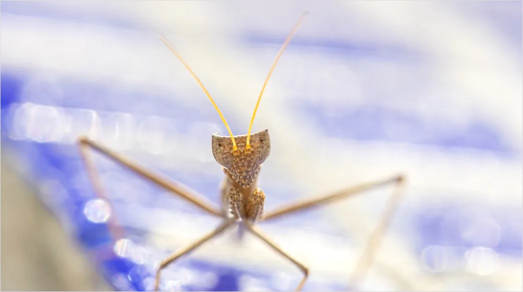 Detail Mantis Gottesanbeterin Makro Nahaufnahme Number 12