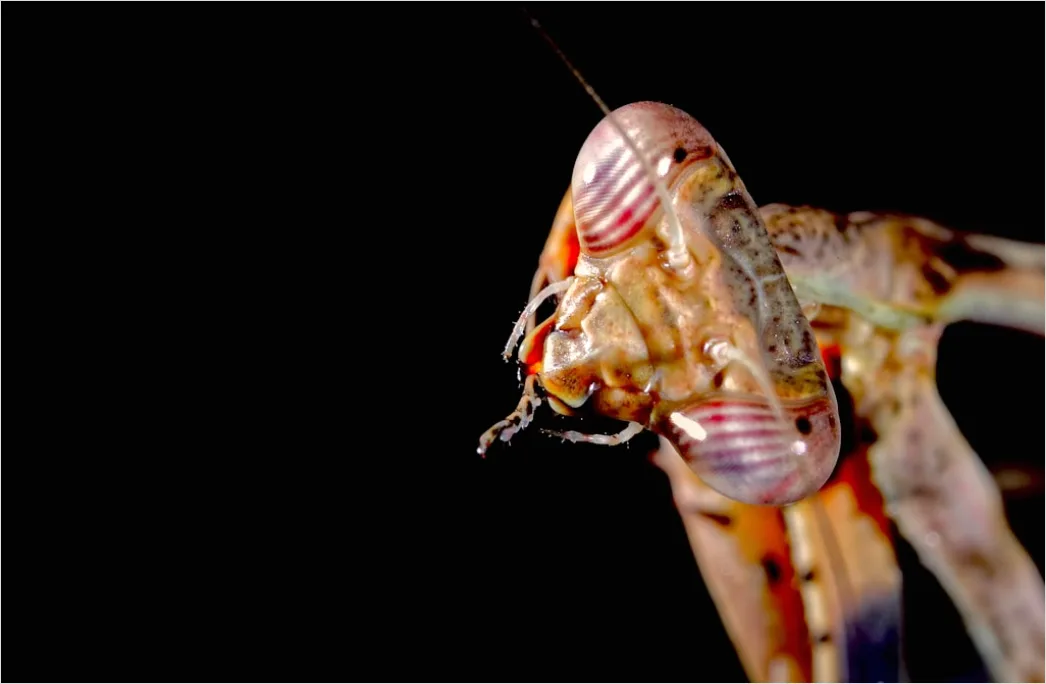 Detail Mantis Gottesanbeterin Makro Nahaufnahme Number 13