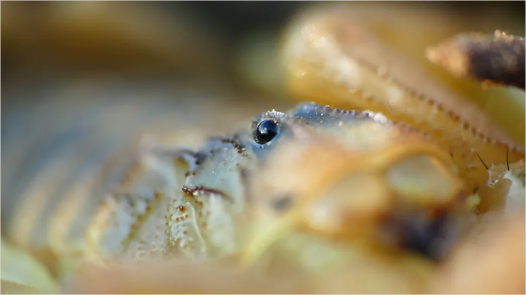 Detail Mantis Gottesanbeterin Makro Nahaufnahme Number 14