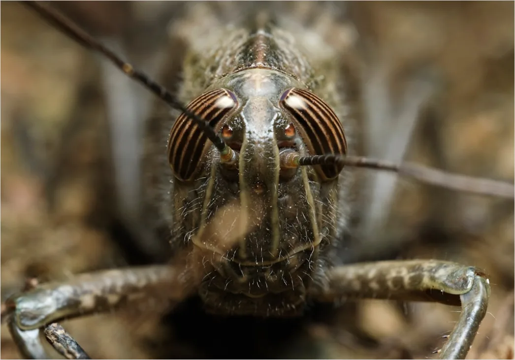 Detail Mantis Gottesanbeterin Makro Nahaufnahme Number 3