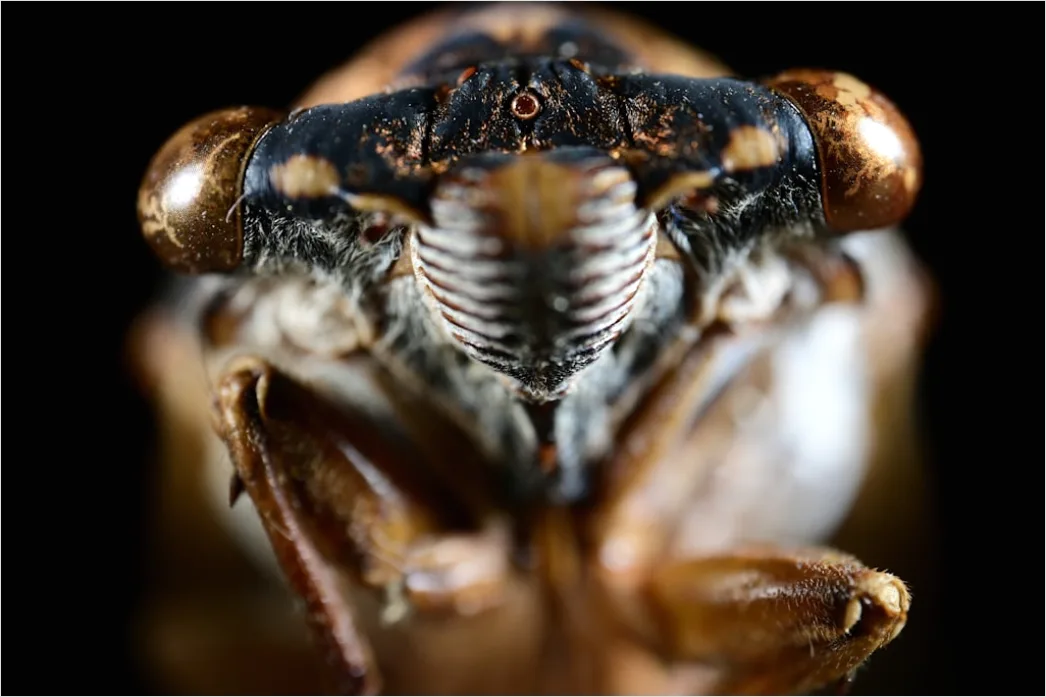 Detail Mantis Gottesanbeterin Makro Nahaufnahme Number 5