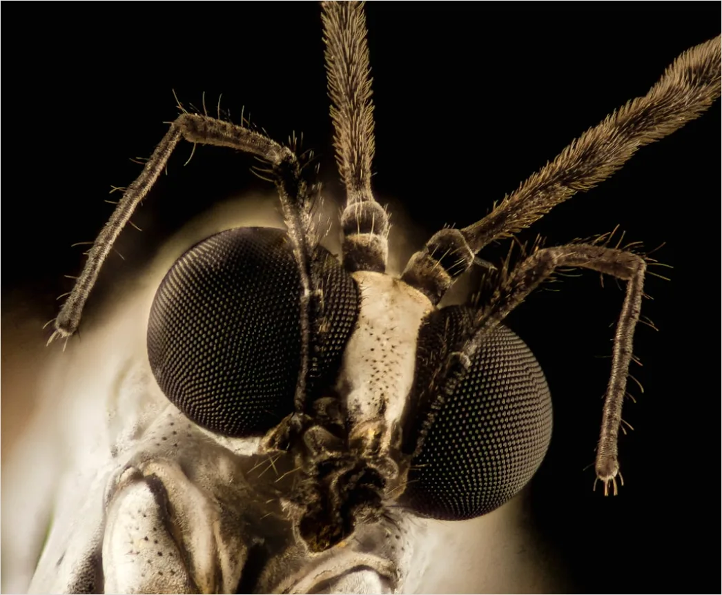 Detail Mantis Gottesanbeterin Makro Nahaufnahme Number 8