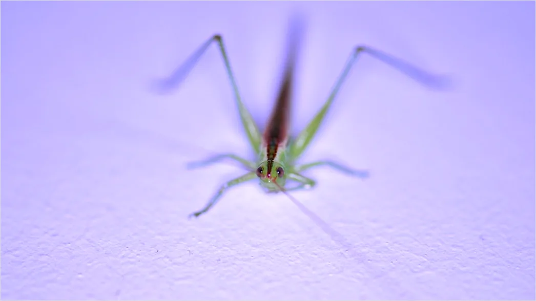Detail Mantis Gottesanbeterin Makro Nahaufnahme Number 10