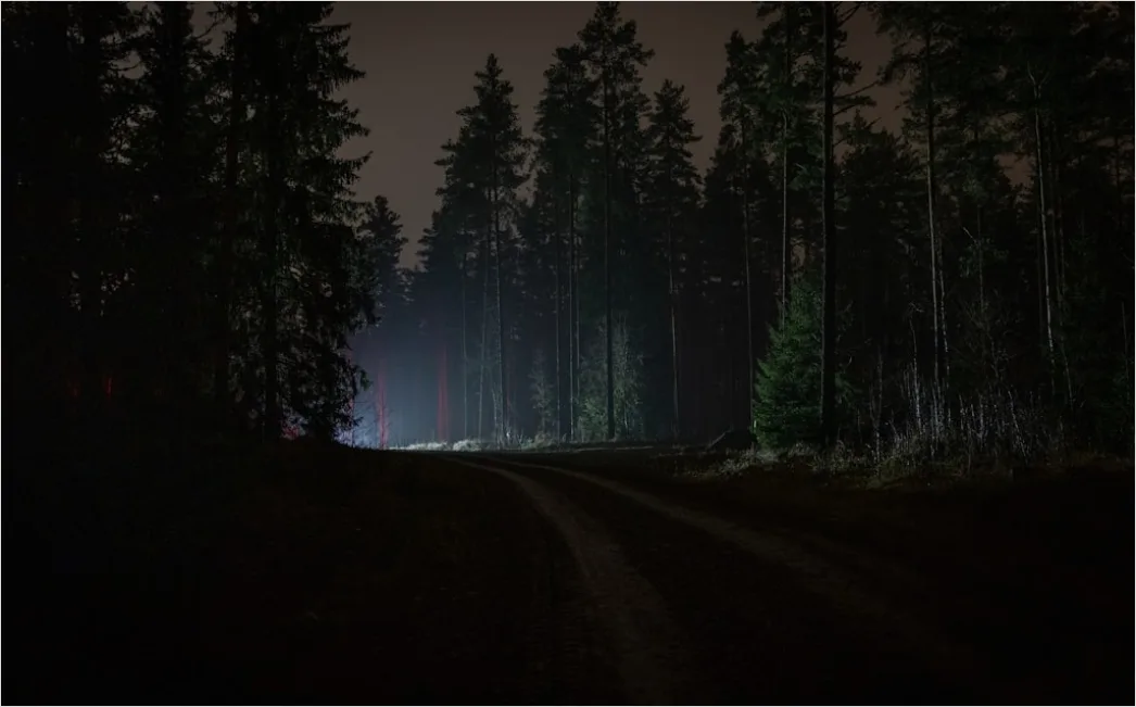 Detail Milchstraße Wald Bäume Silhouette Nacht Number 2