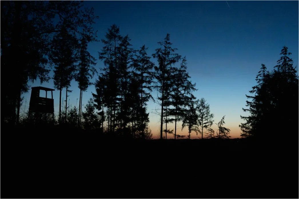 Detail Milchstraße Wald Bäume Silhouette Nacht Number 12