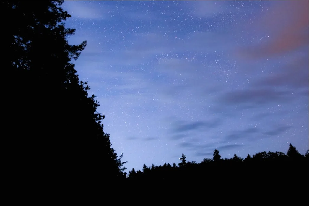 Detail Milchstraße Wald Bäume Silhouette Nacht Number 14