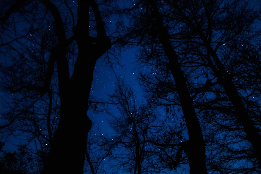 Detail Milchstraße Wald Bäume Silhouette Nacht Number 20