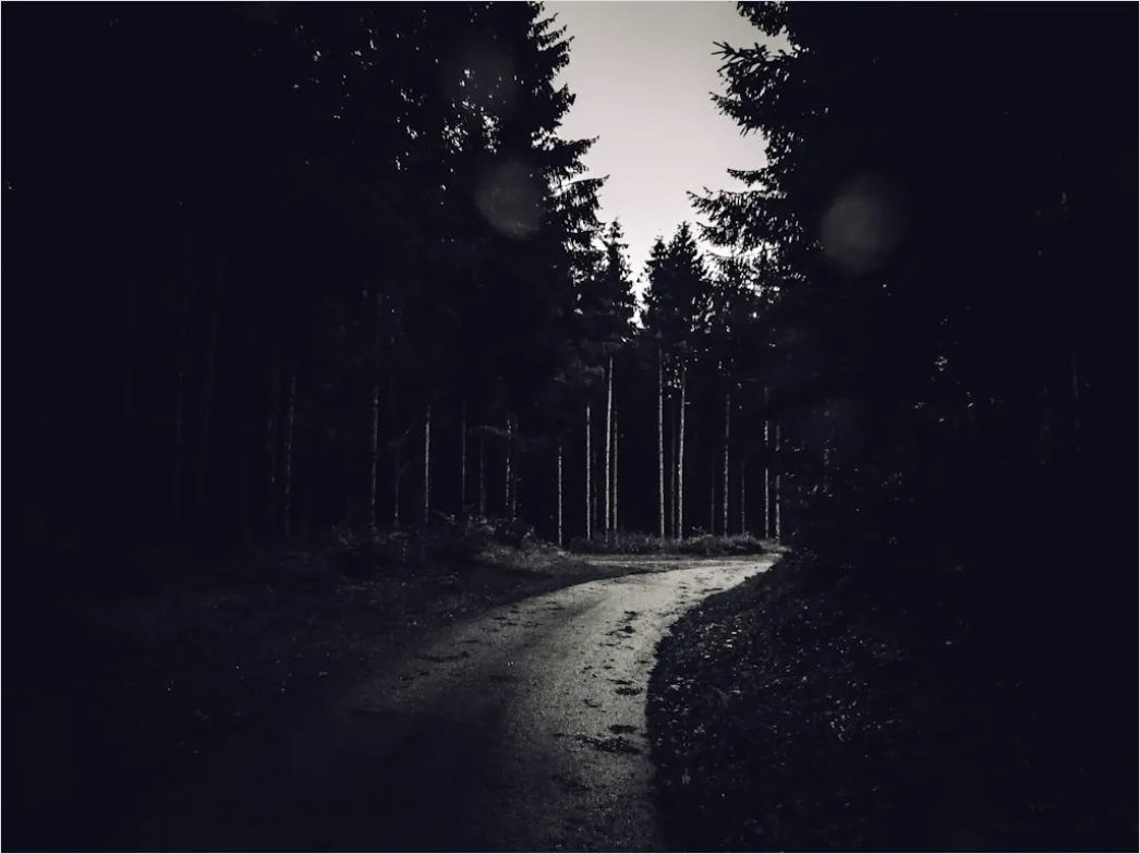 Detail Milchstraße Wald Bäume Silhouette Nacht Number 3