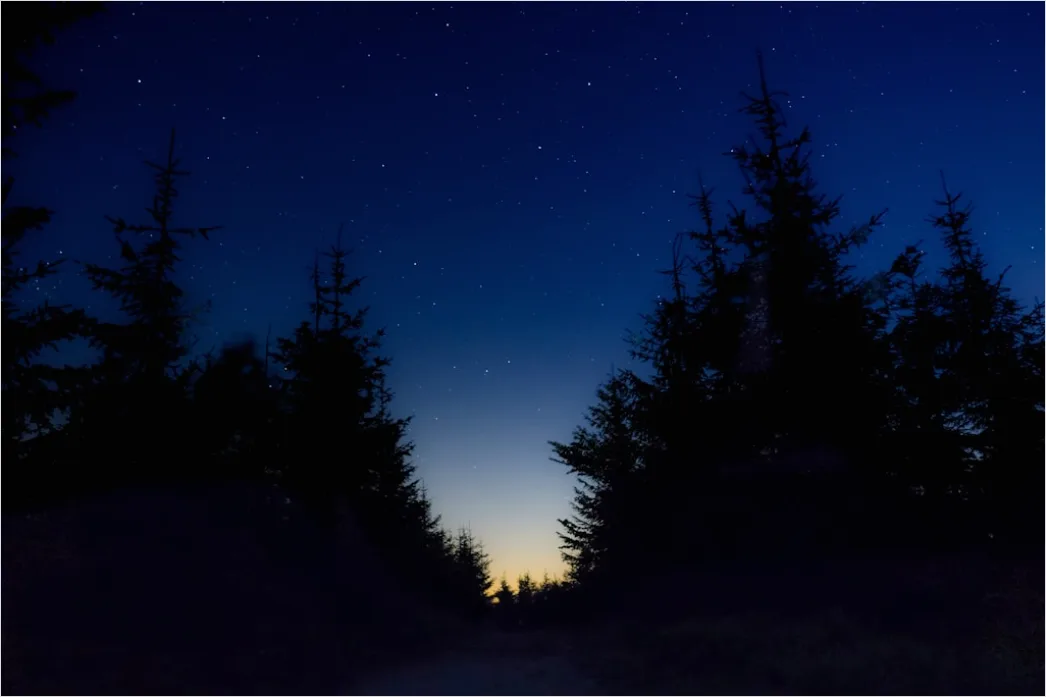 Detail Milchstraße Wald Bäume Silhouette Nacht Number 4