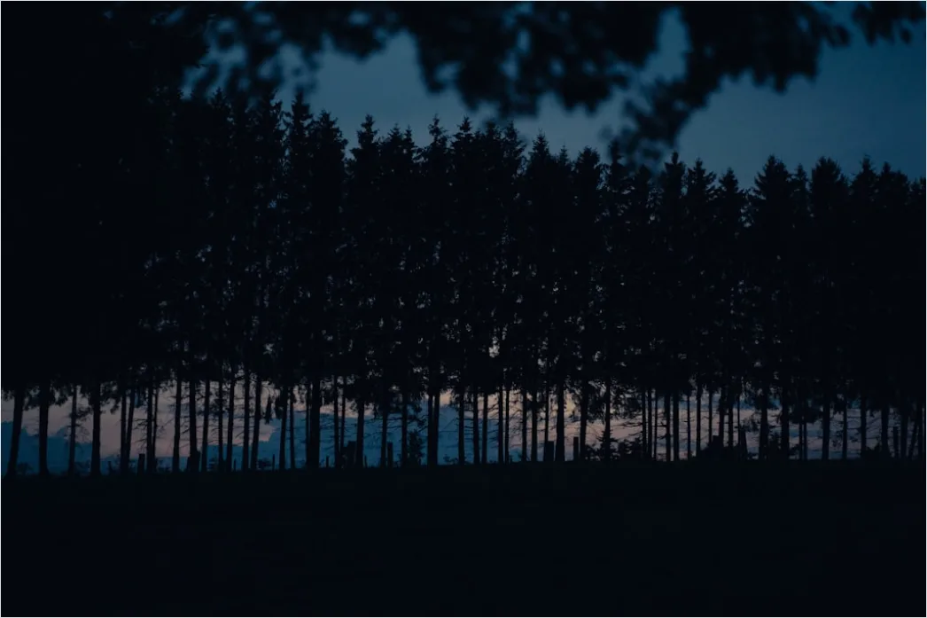 Detail Milchstraße Wald Bäume Silhouette Nacht Number 8