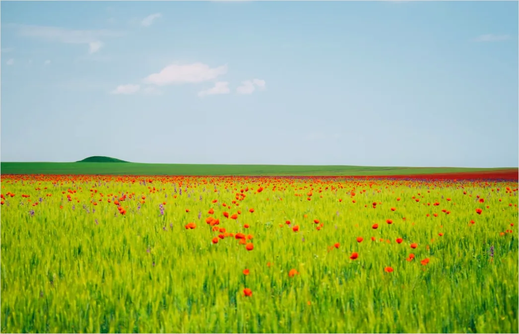 Mohnfeld Rot Sommer Landschaft B840