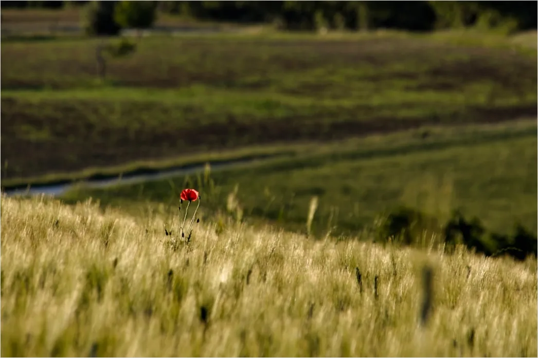 Detail Mohnfeld Rot Sommer Landschaft Number 13