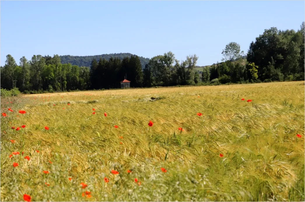 Detail Mohnfeld Rot Sommer Landschaft Number 4