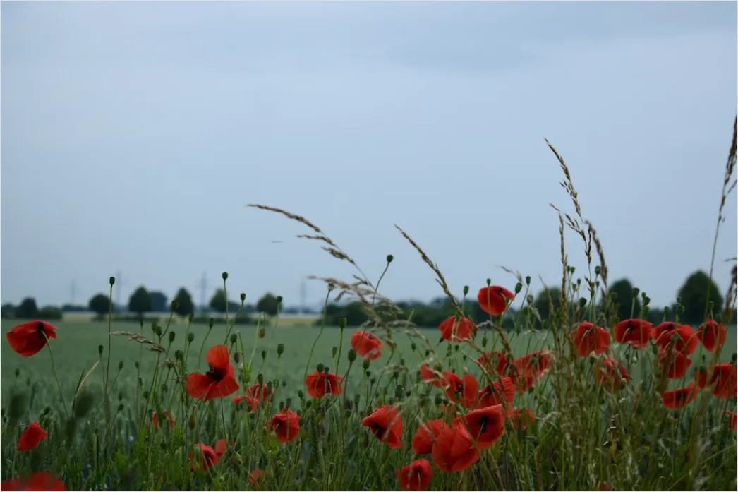Detail Mohnfeld Rot Sommer Landschaft Number 5