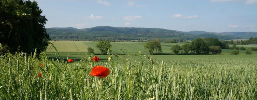 Detail Mohnfeld Rot Sommer Landschaft Number 7