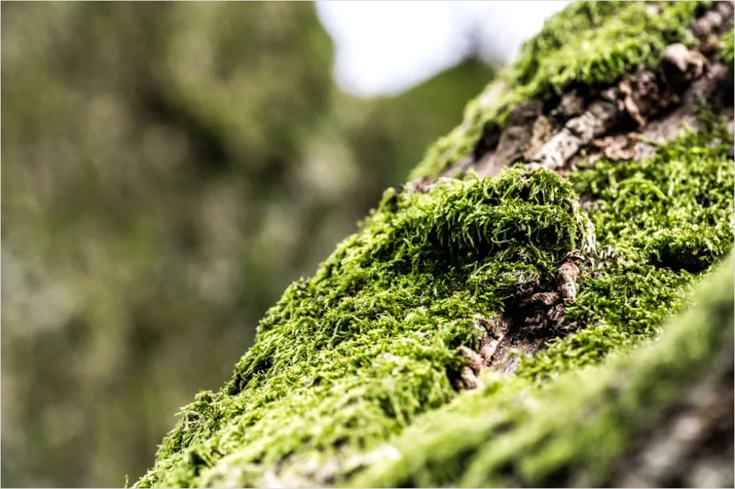 Moos Auf Baum Makro Nahaufnahme Gruen 9b06