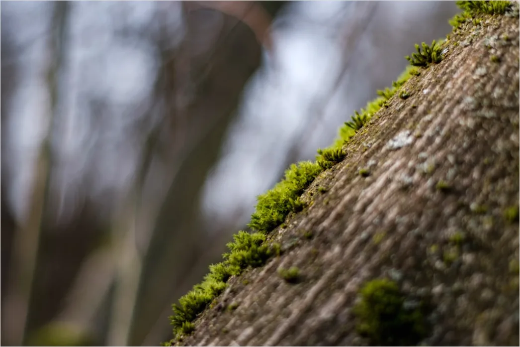 Detail Moos Auf Baum Makro Nahaufnahme Grün Number 2