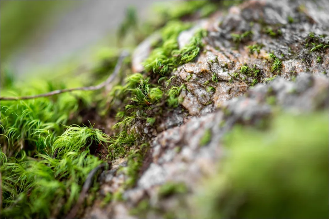 Detail Moos Auf Baum Makro Nahaufnahme Grün Number 11