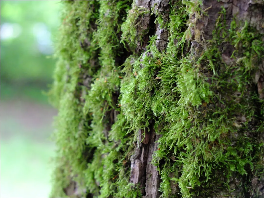 Detail Moos Auf Baum Makro Nahaufnahme Grün Number 13