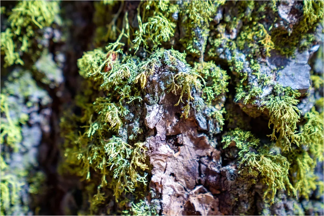 Detail Moos Auf Baum Makro Nahaufnahme Grün Number 16