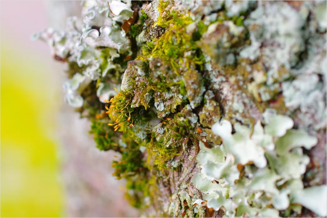 Detail Moos Auf Baum Makro Nahaufnahme Grün Number 19