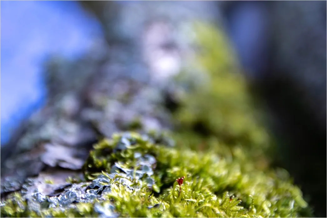 Detail Moos Auf Baum Makro Nahaufnahme Grün Number 20