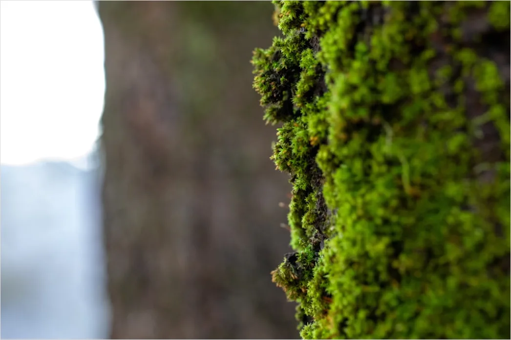 Detail Moos Auf Baum Makro Nahaufnahme Grün Number 3