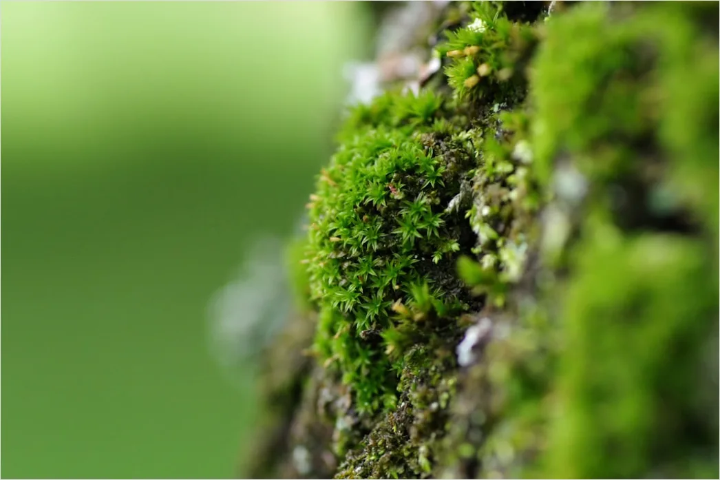 Detail Moos Auf Baum Makro Nahaufnahme Grün Number 5