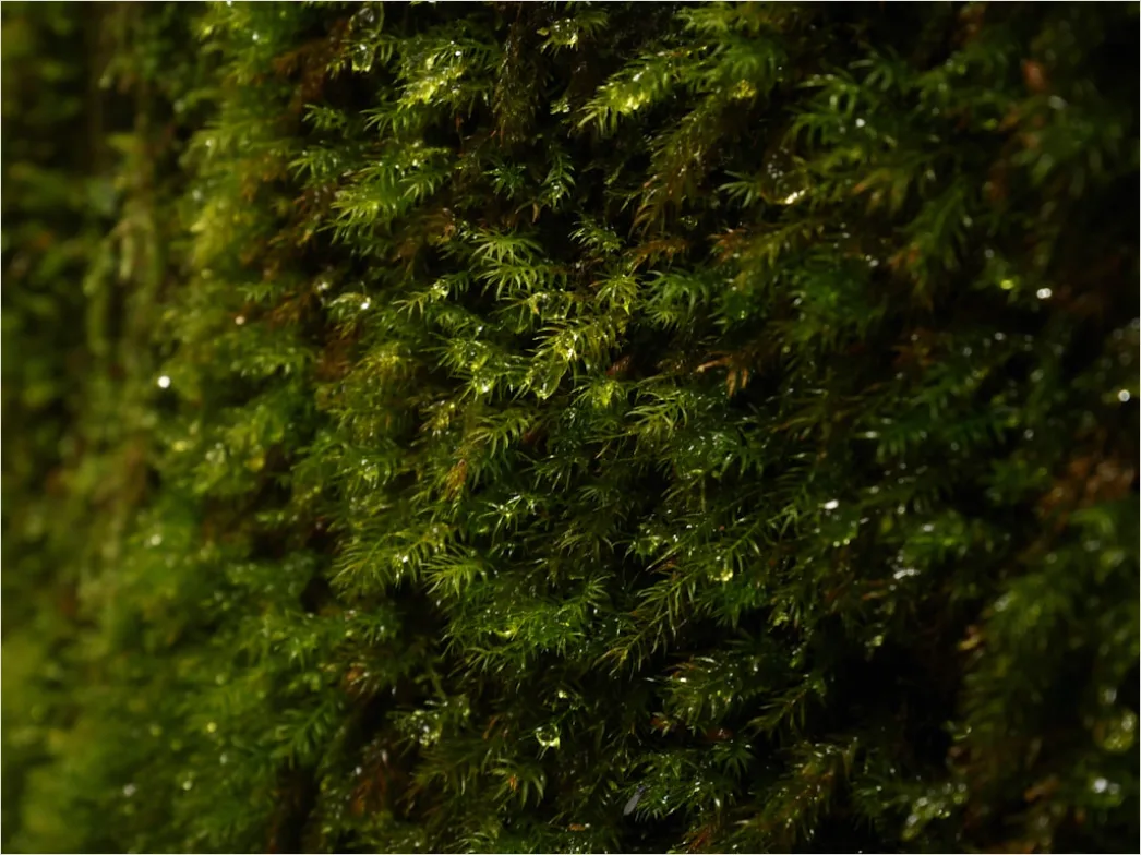 Detail Moos Auf Baum Makro Nahaufnahme Grün Number 7