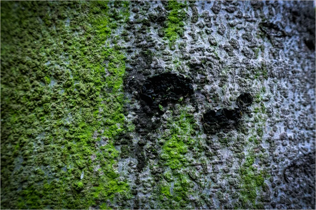 Detail Moos Auf Baum Makro Nahaufnahme Grün Number 8