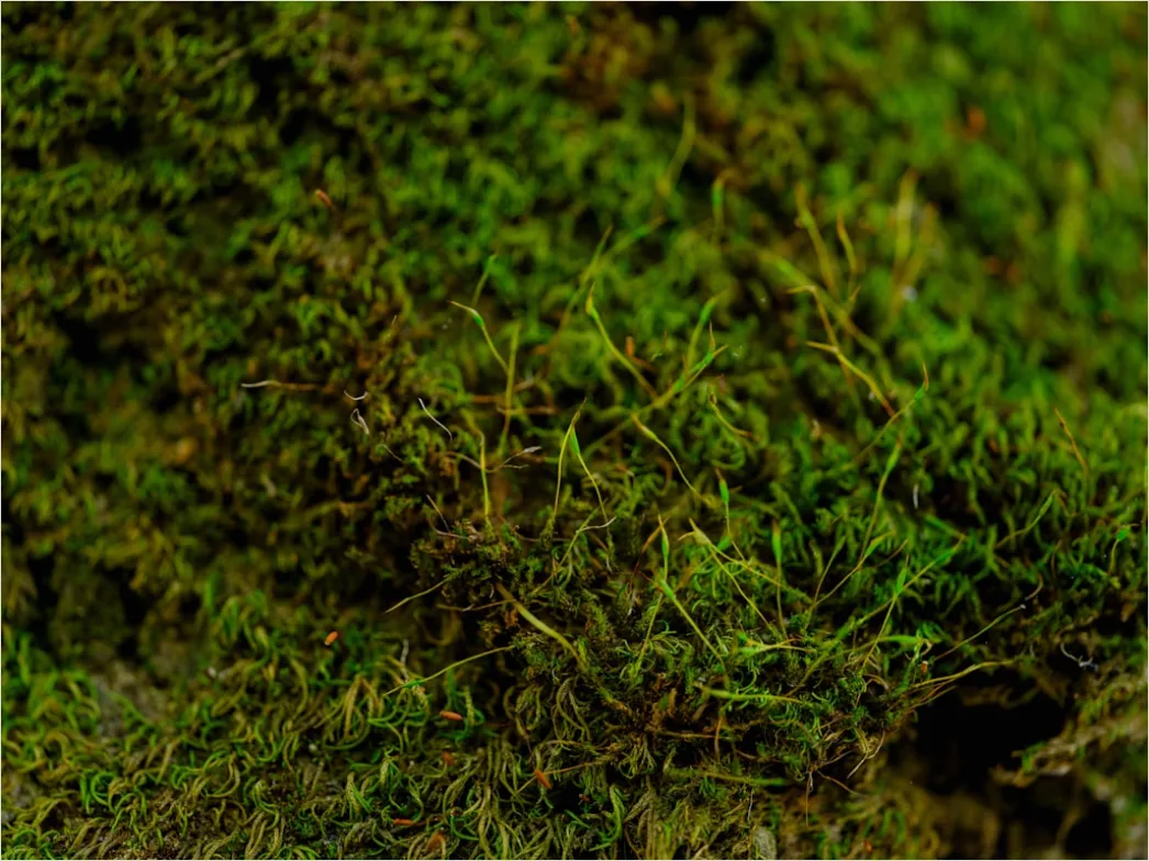Detail Moos Makro Nahaufnahme Grün Textur Number 11