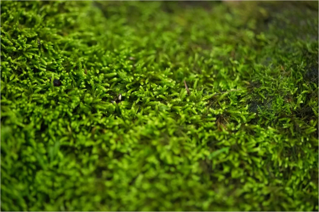 Detail Moos Makro Nahaufnahme Grün Textur Number 15