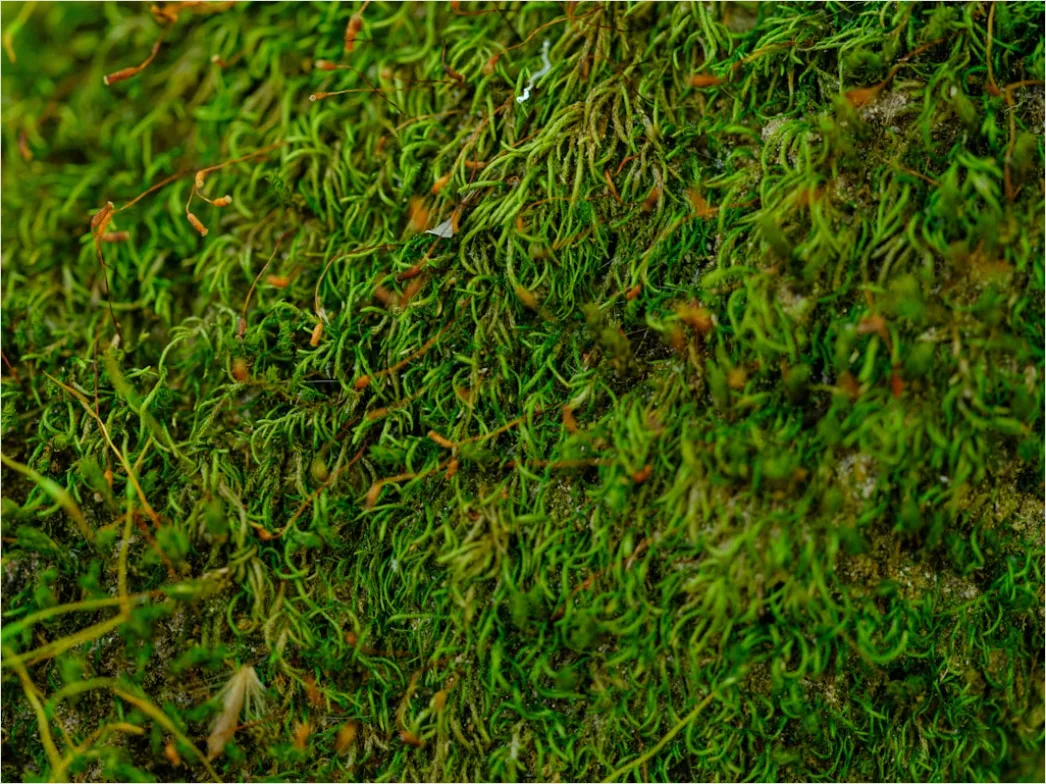 Detail Moos Makro Nahaufnahme Grün Textur Number 4