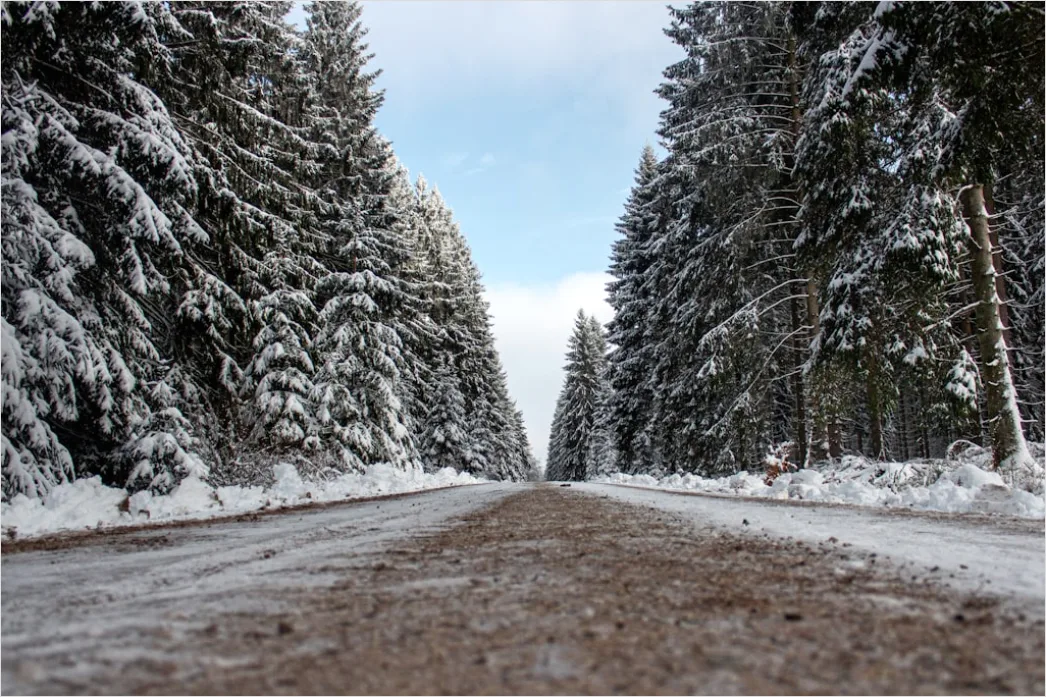 Nadelwald Winter Schnee Stimmungsvoll D44b
