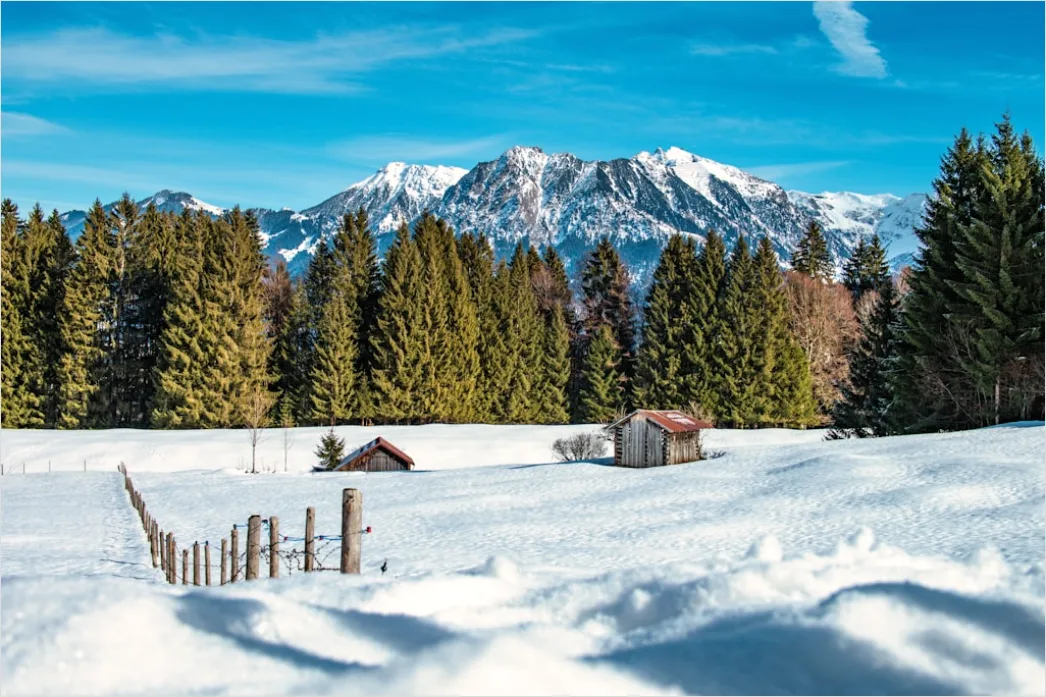 Detail Nadelwald Winter Schnee Stimmungsvoll Number 2