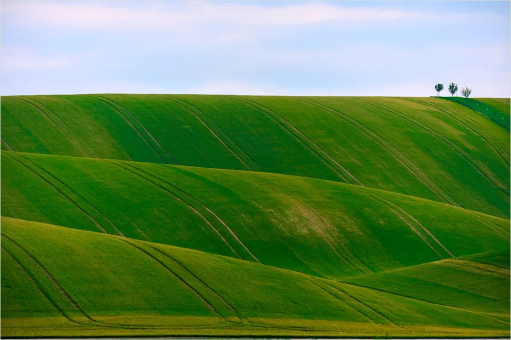Detail Olivenhain Toskana Hügel Landschaft Number 7