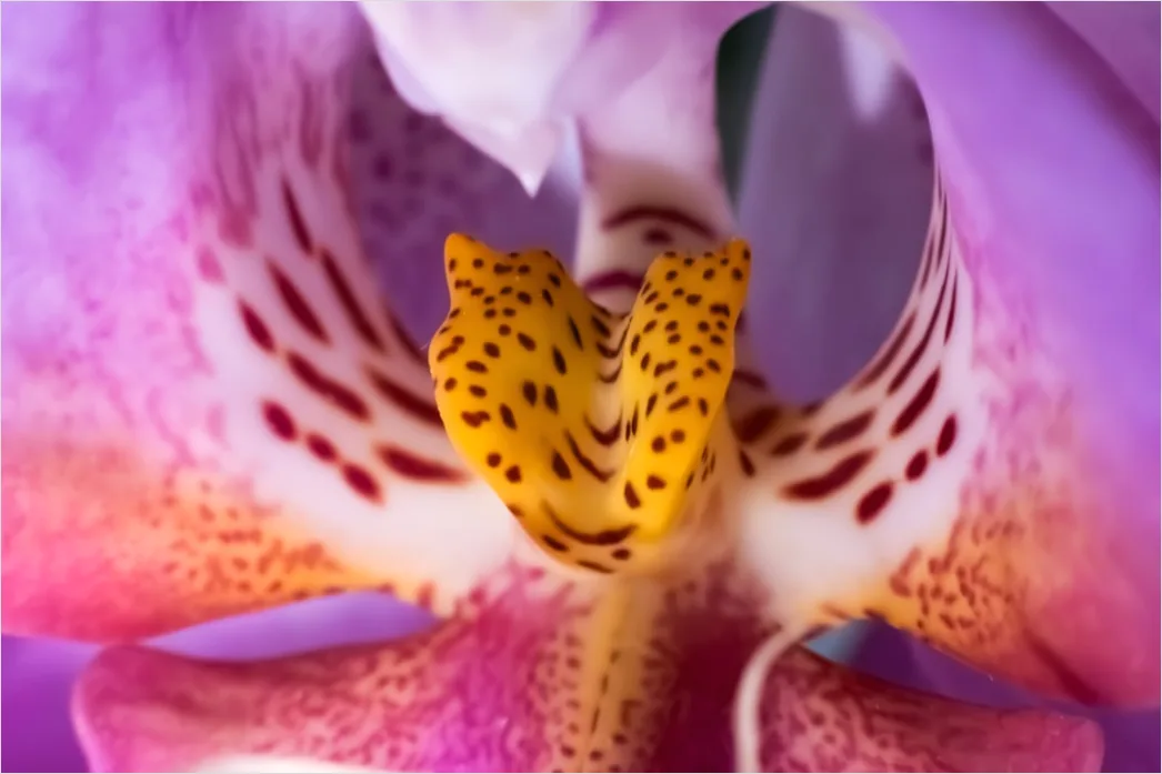 Detail Orchidee Makro Nahaufnahme Blüte Detail Number 2
