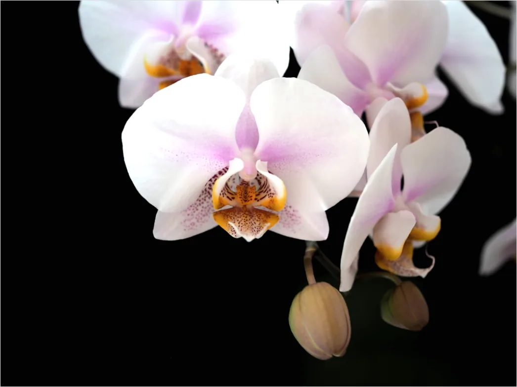 Detail Orchidee Makro Nahaufnahme Blüte Detail Number 11