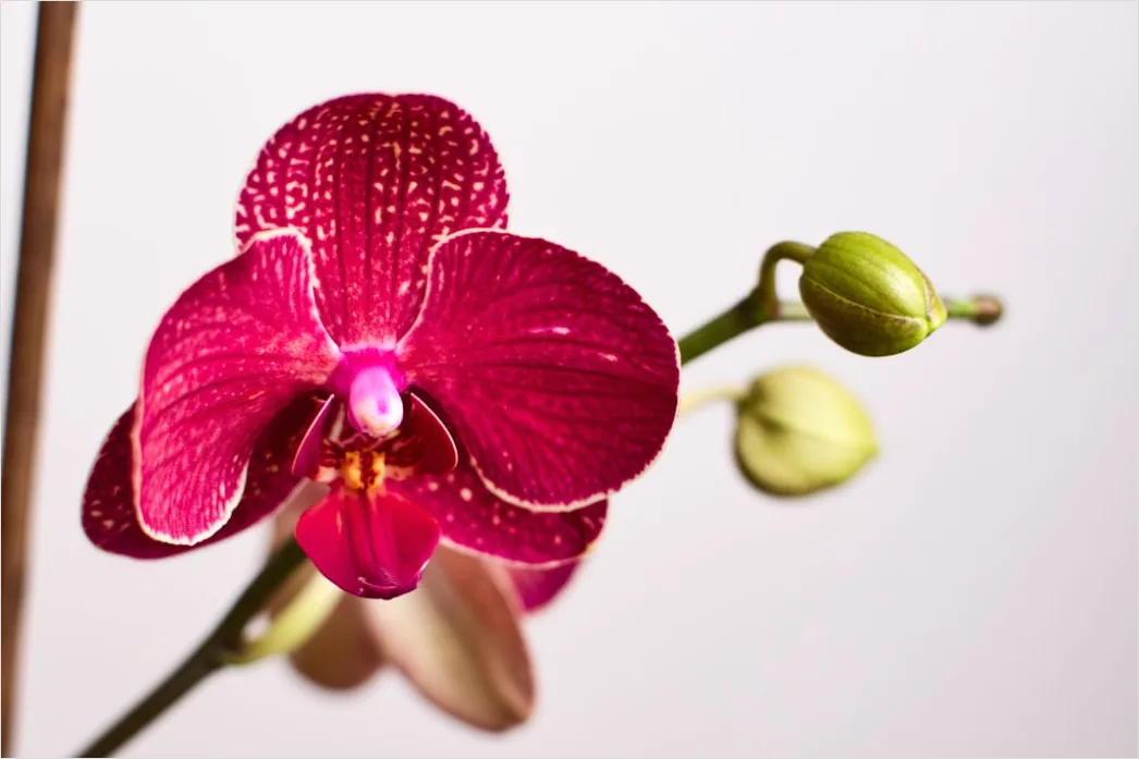 Detail Orchidee Makro Nahaufnahme Blüte Detail Number 12