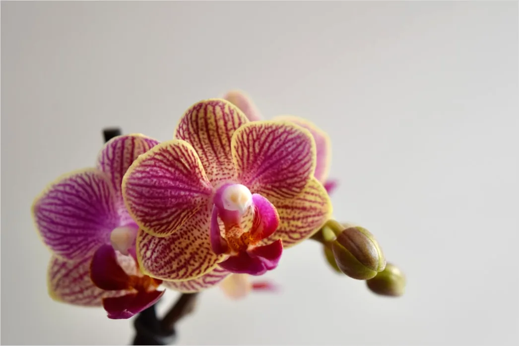 Detail Orchidee Makro Nahaufnahme Blüte Detail Number 13