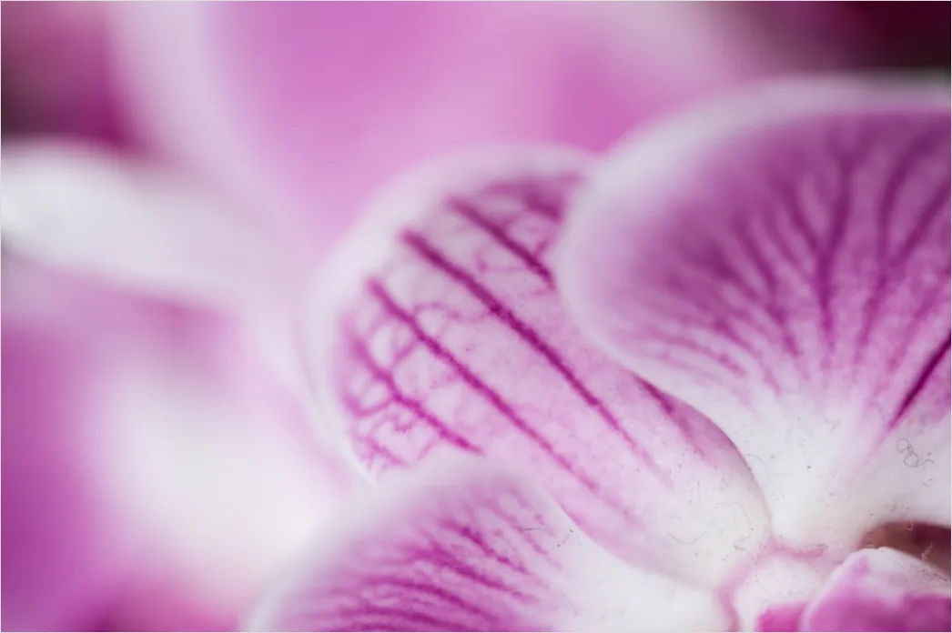 Detail Orchidee Makro Nahaufnahme Blüte Detail Number 14
